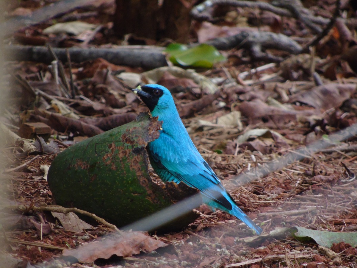 Swallow Tanager - ML30035501