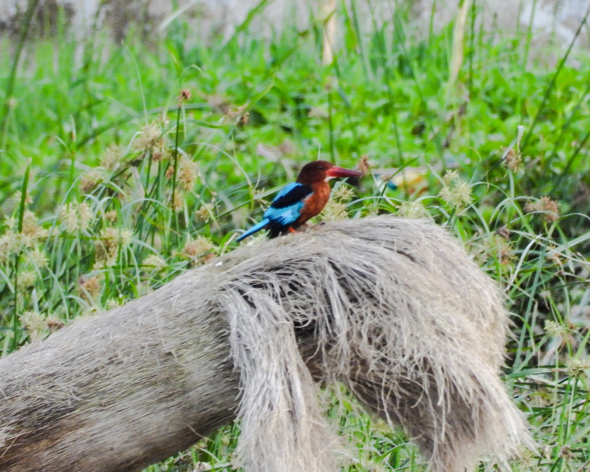 Brown-breasted Kingfisher - Rovina Facey