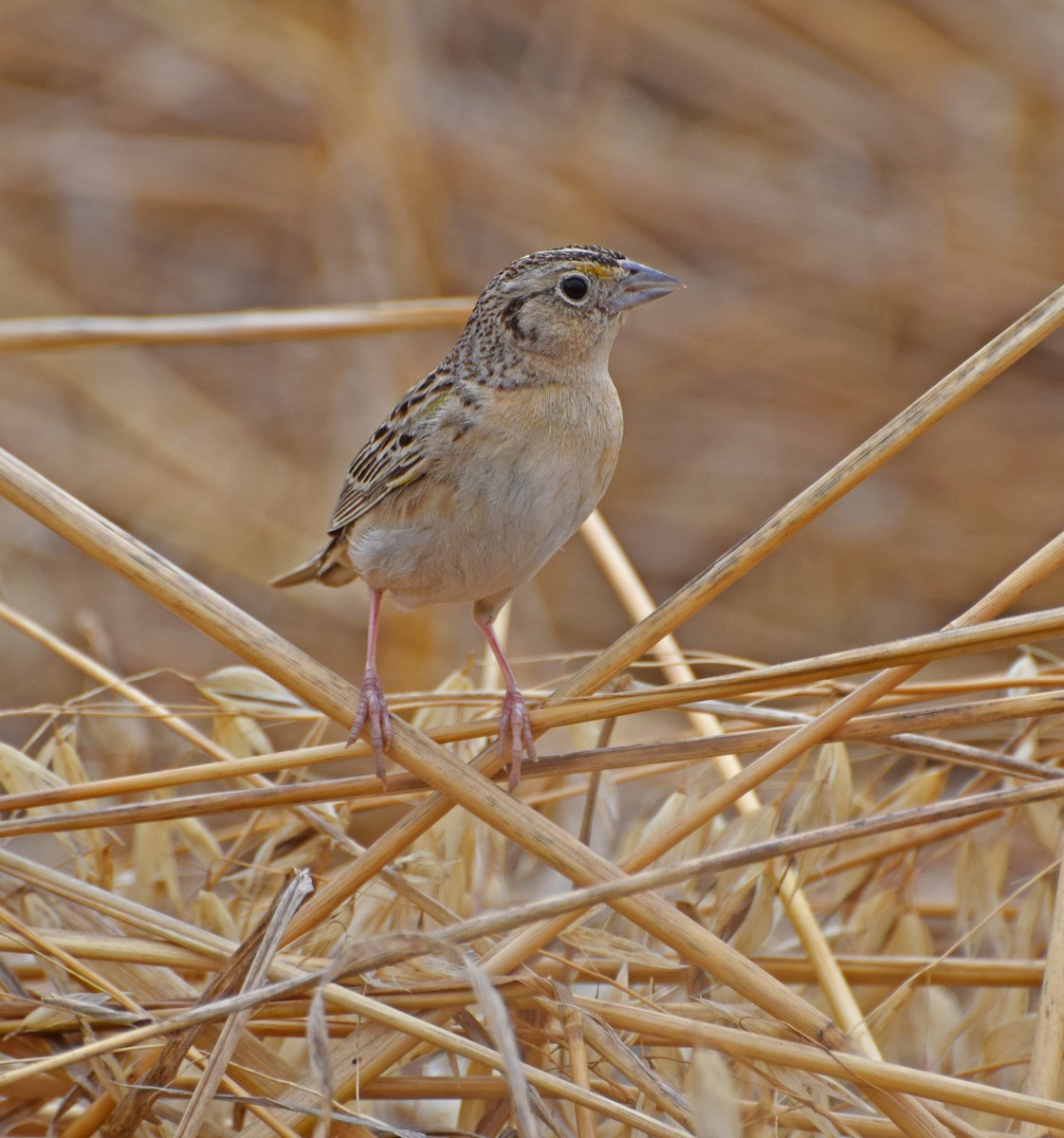 Grasshopper Sparrow - ML30035911