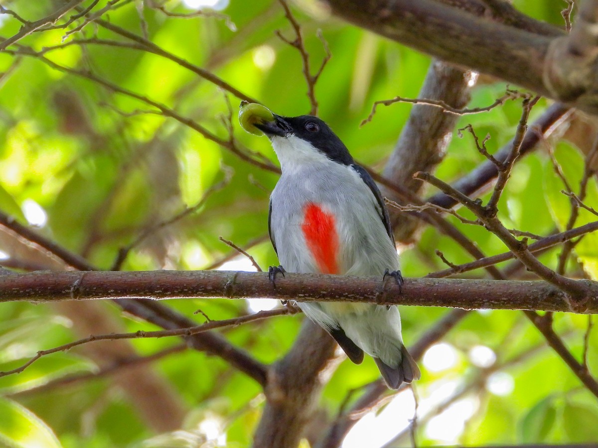 Red-keeled Flowerpecker - ML300360731