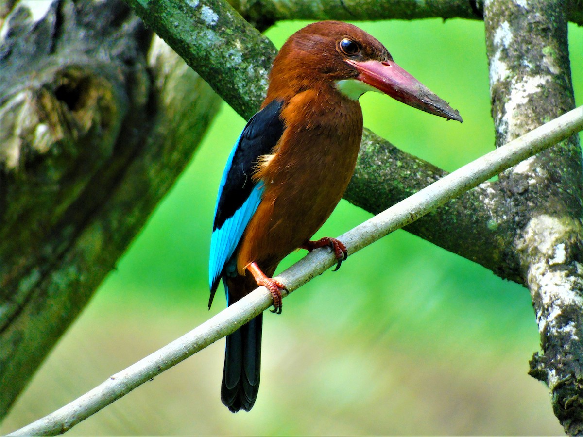 Brown-breasted Kingfisher - ML300362611
