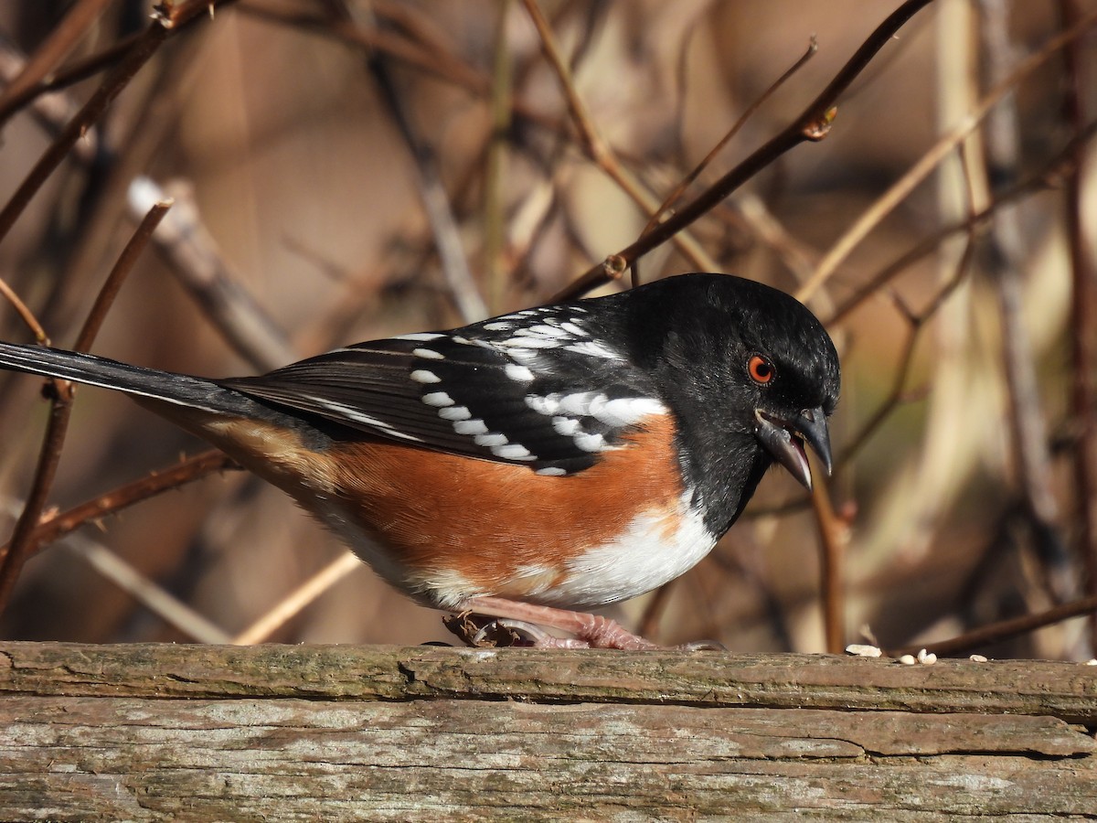 Spotted Towhee - ML300367961