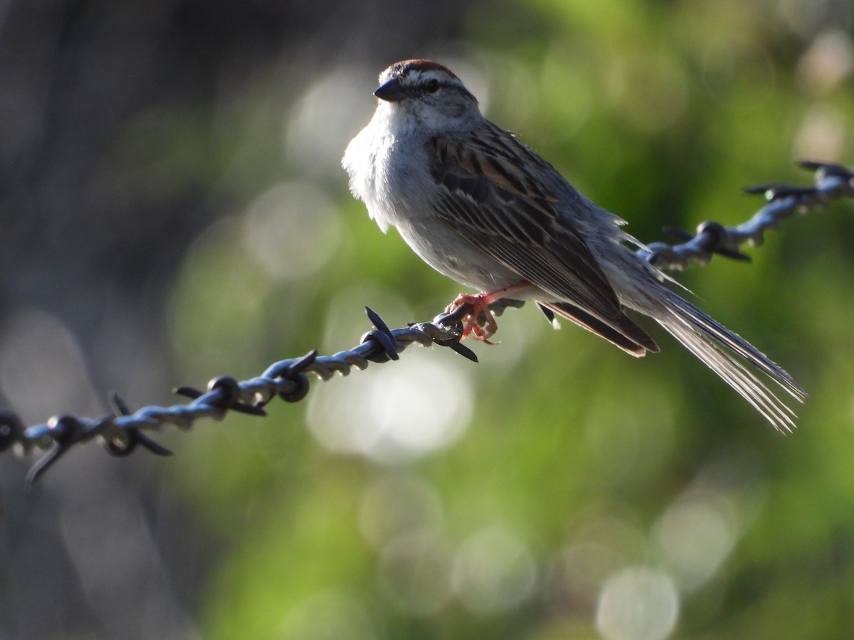 Chipping Sparrow - ML300371121