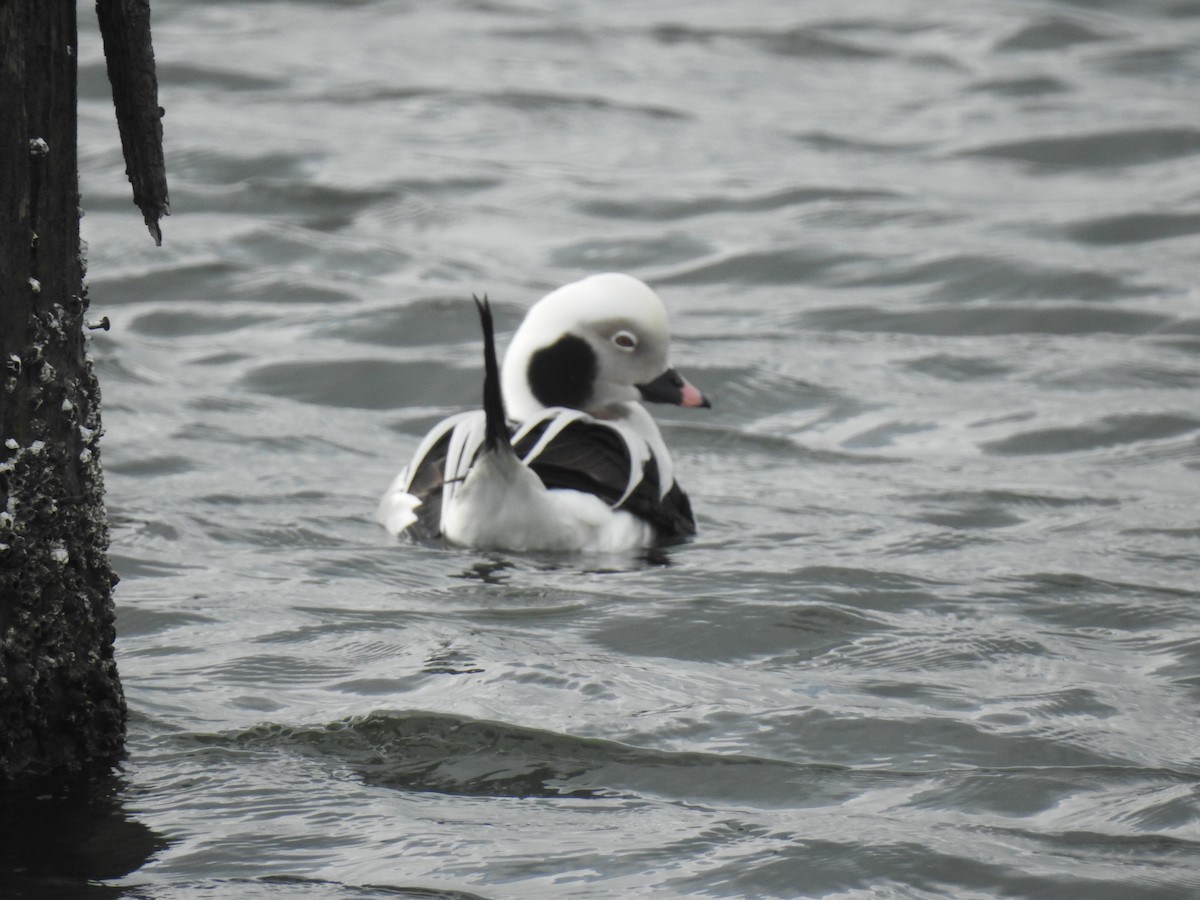 Long-tailed Duck - ML300375391