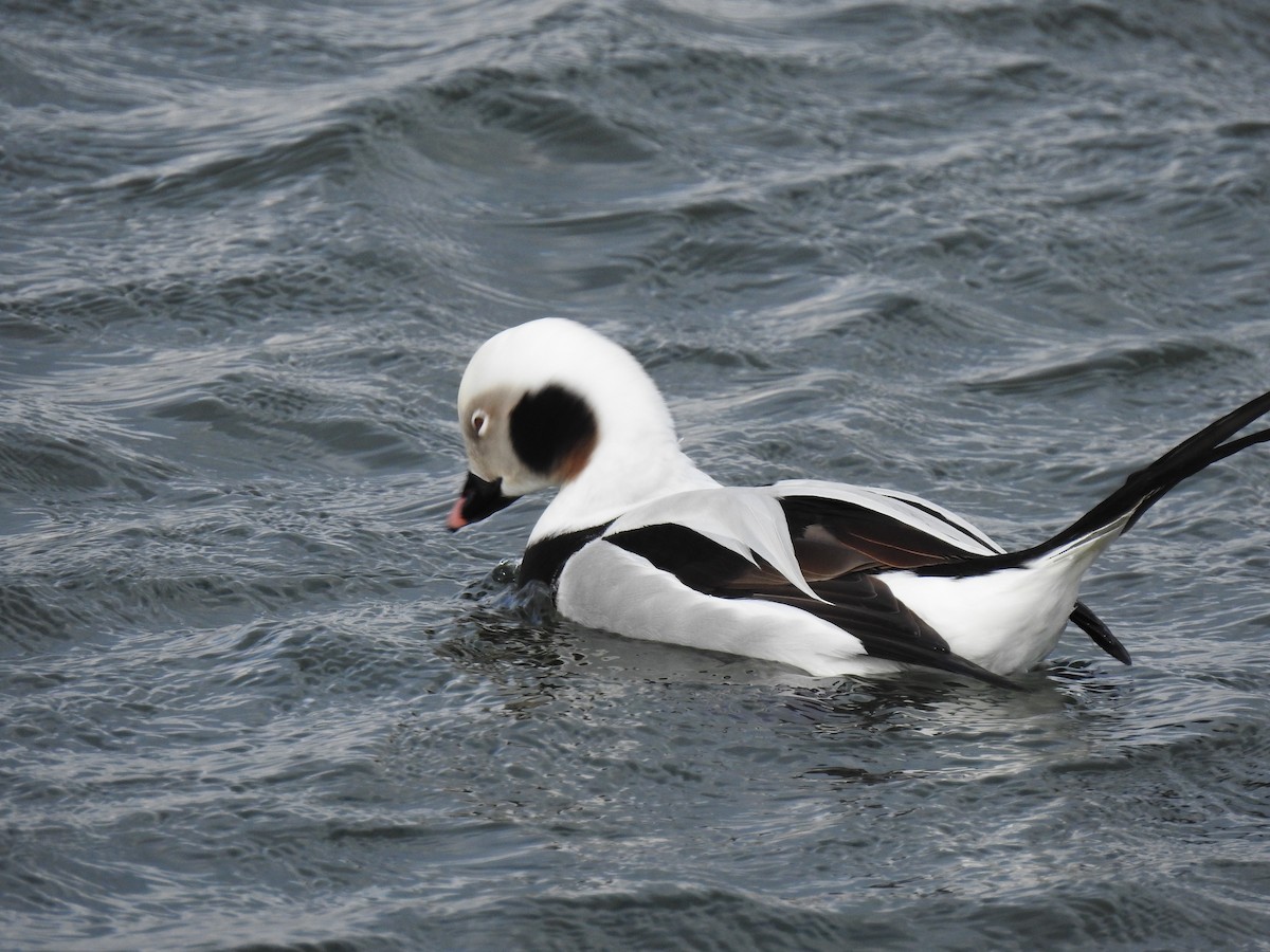 Long-tailed Duck - ML300375401