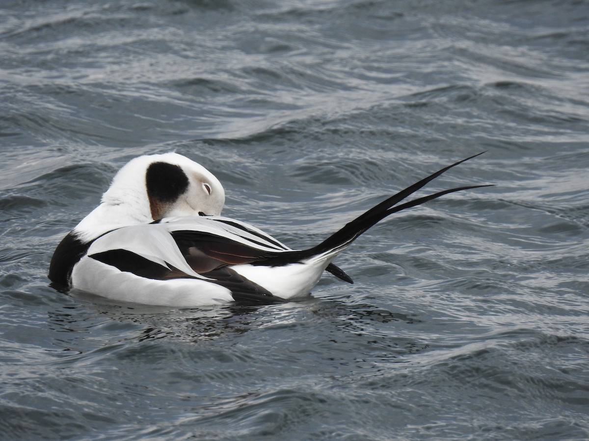 Long-tailed Duck - ML300375411