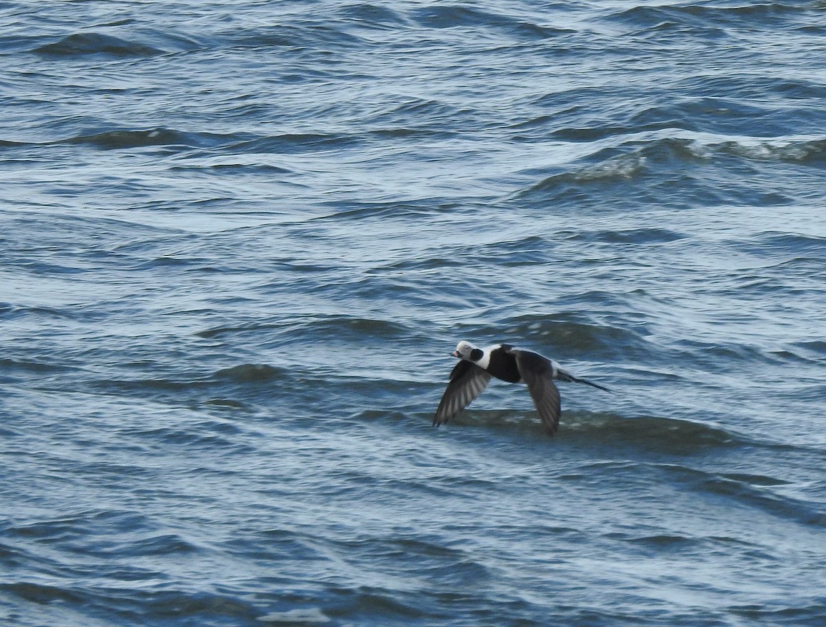 Long-tailed Duck - ML300375581