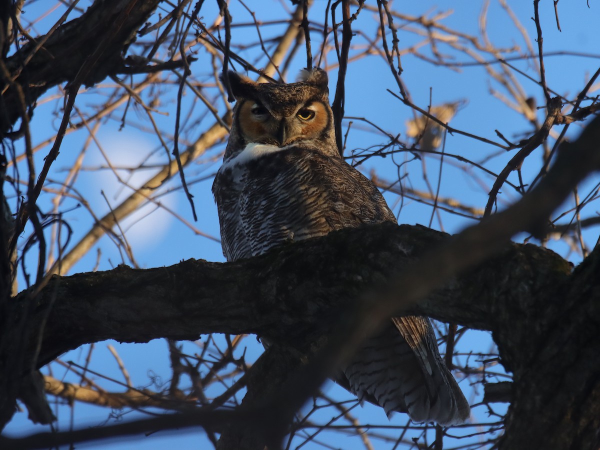 Great Horned Owl - ML300375751