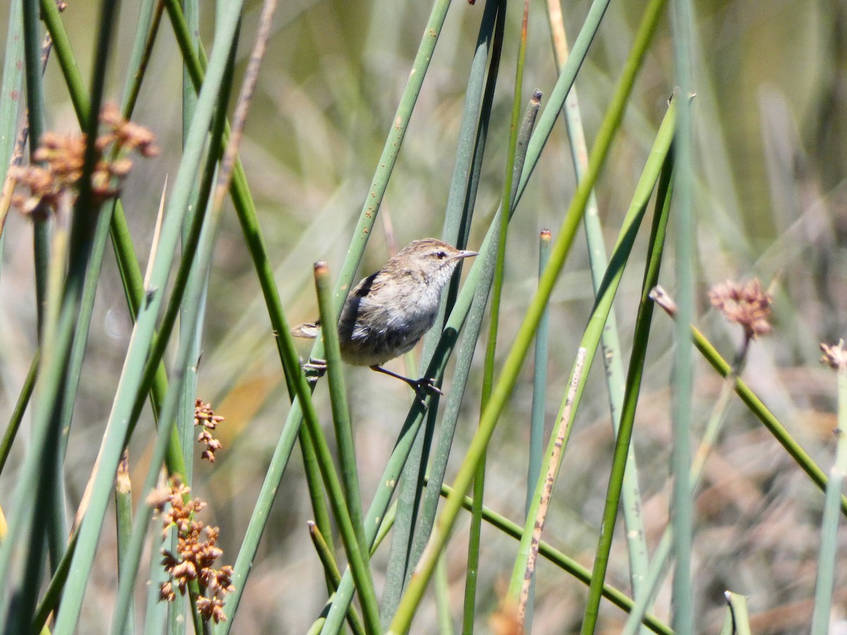 Little Grassbird - Ian Melbourne
