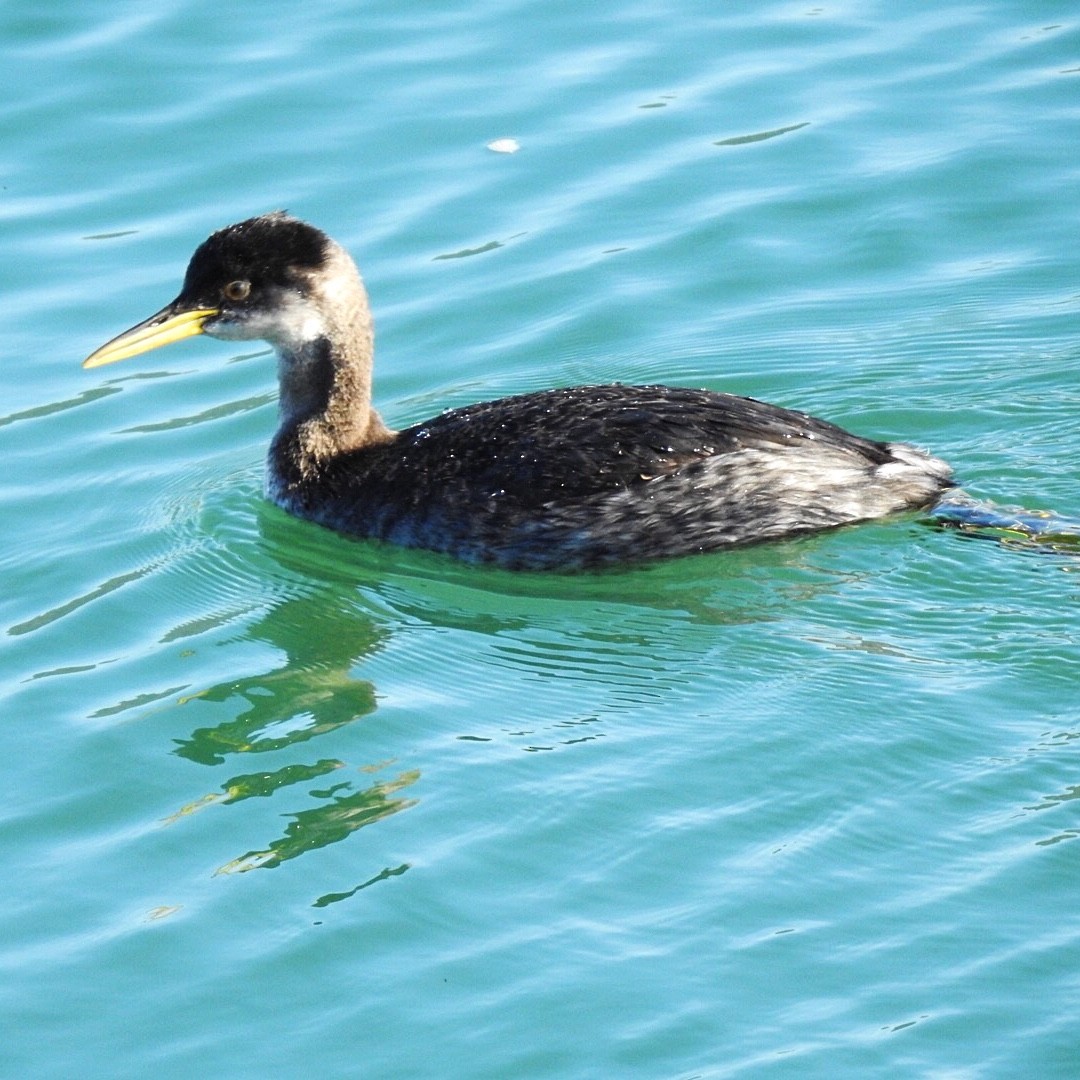 Red-necked Grebe - ML300378901