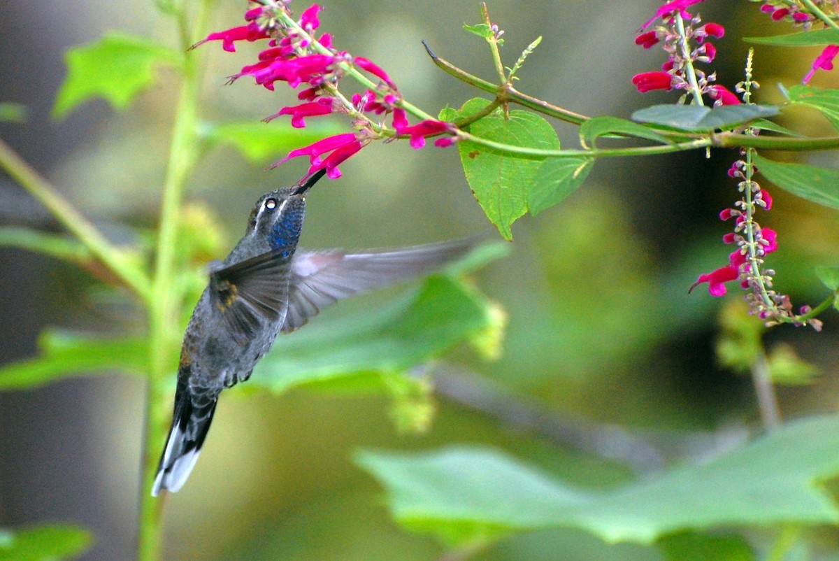 kolibřík blankytohrdlý - ML300380611