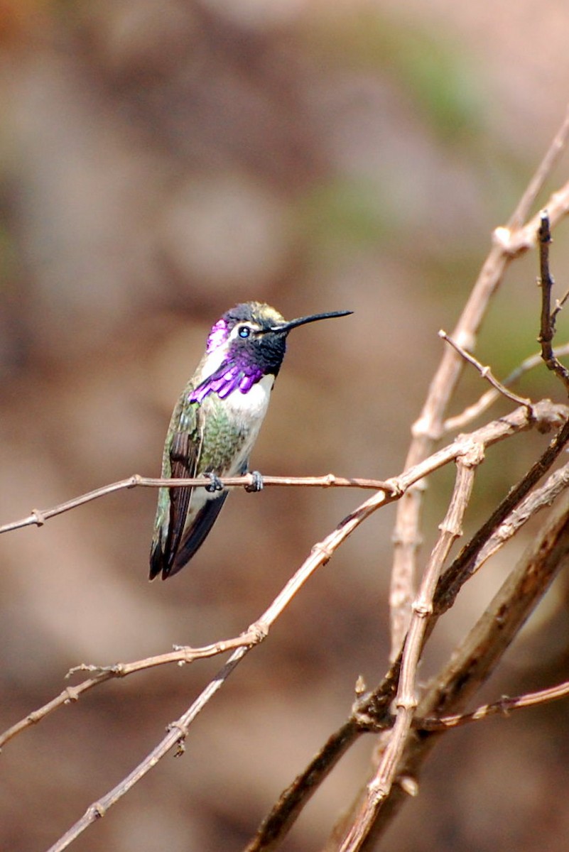 Costa's Hummingbird - ML300382371