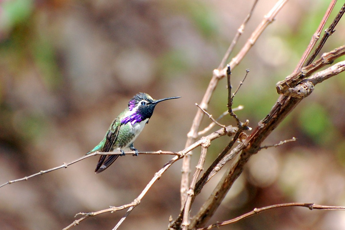 Costa's Hummingbird - Eitan Altman