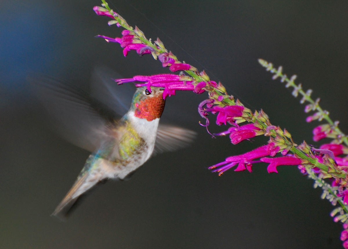 Broad-tailed Hummingbird - Eitan Altman