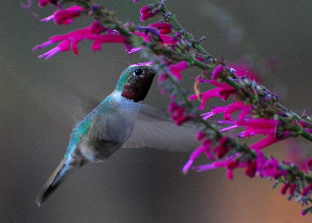 Broad-tailed Hummingbird - Eitan Altman