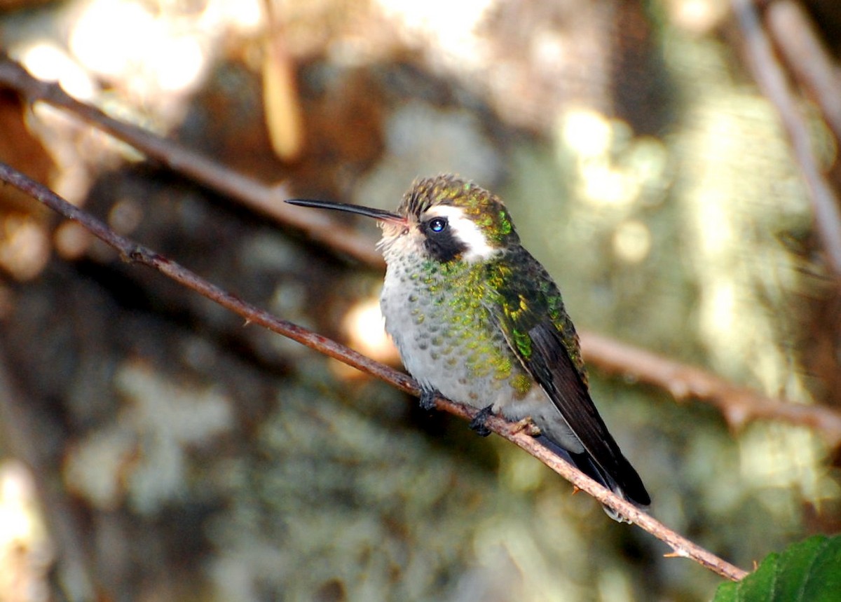 White-eared Hummingbird - Eitan Altman