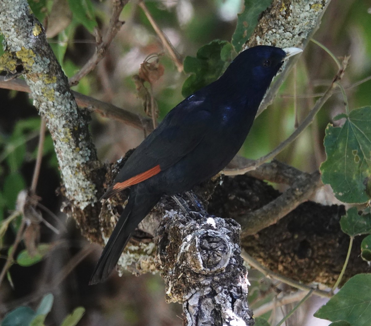 Red-winged Starling - David Diller