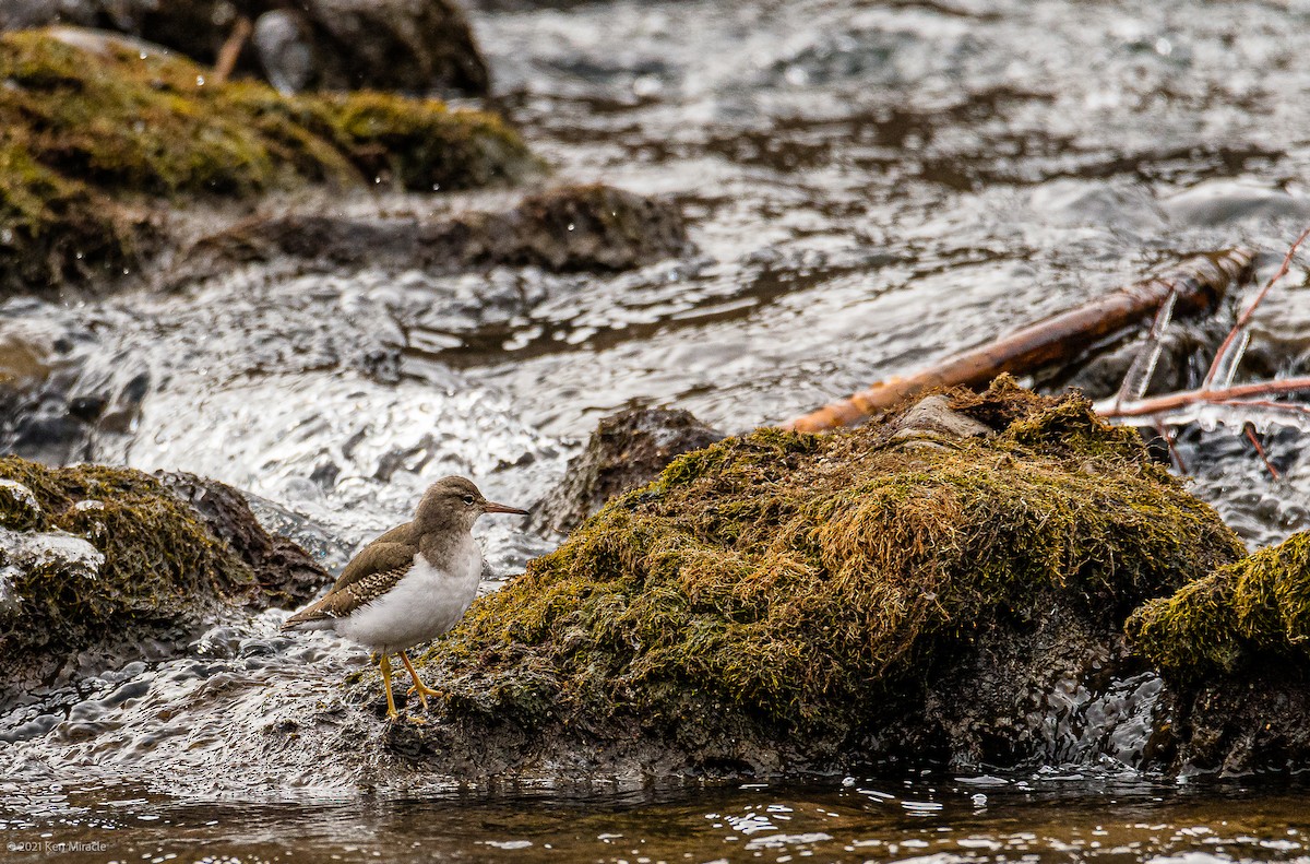 Spotted Sandpiper - Ken Miracle