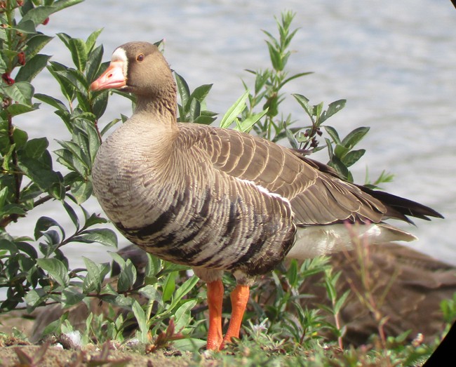 Greater White-fronted Goose - ML30038511