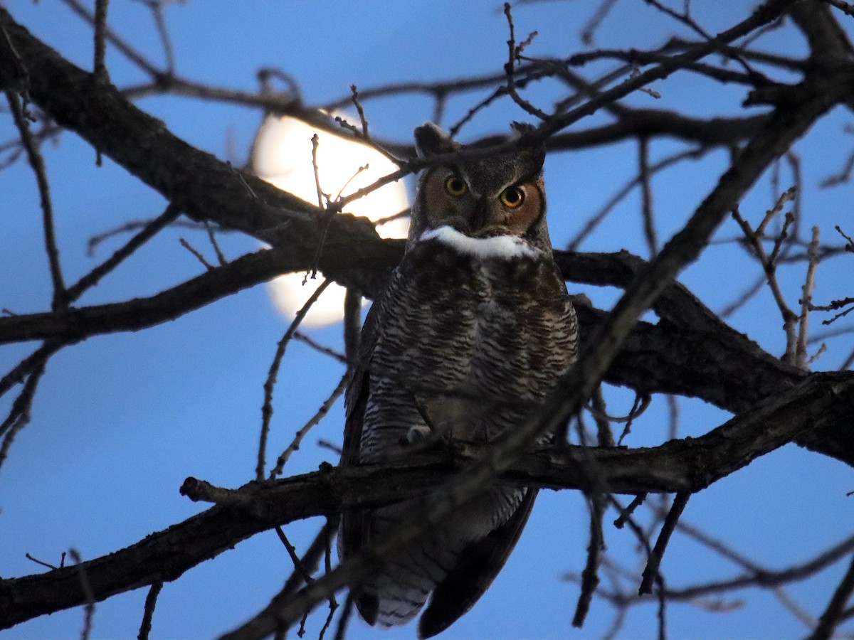 Great Horned Owl - Stephen Hurst