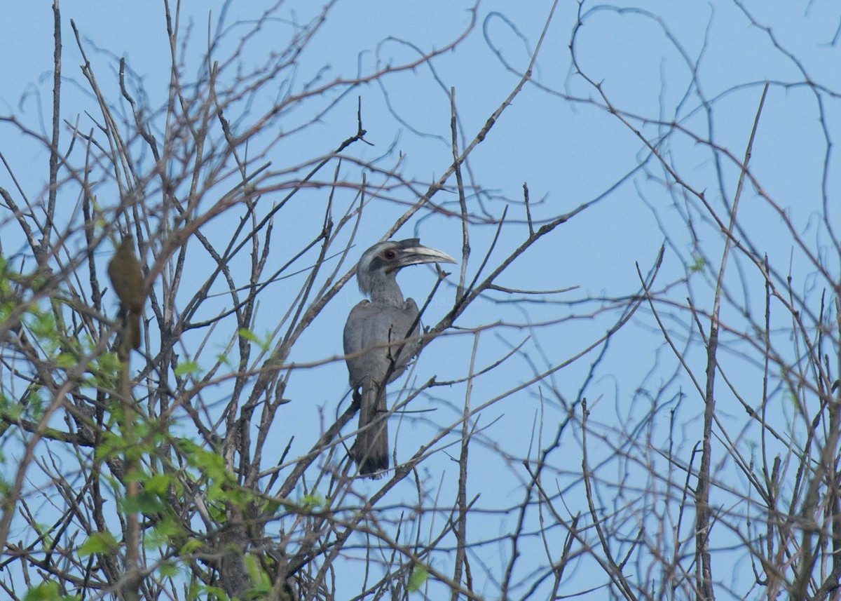 Indian Gray Hornbill - Lakshmi Arunachalam
