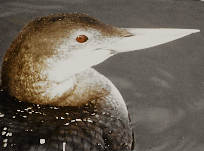 Yellow-billed Loon - Phil Hyde