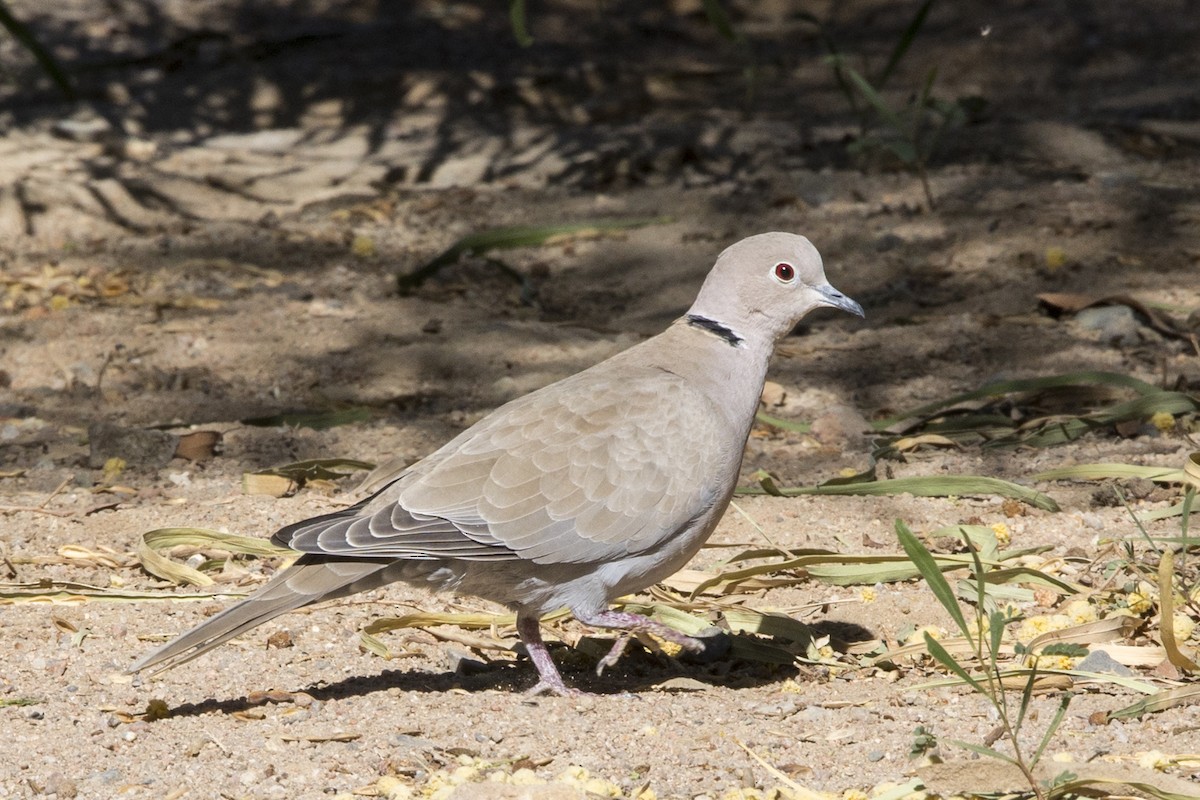 Eurasian Collared-Dove - ML300393221