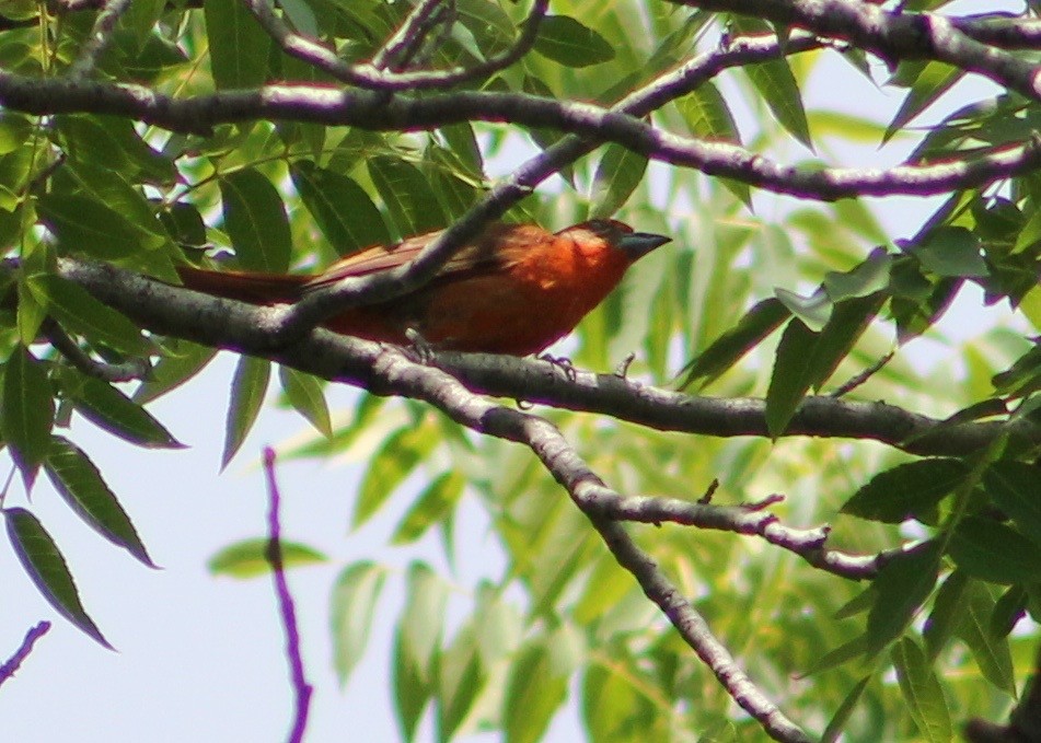 Hepatic Tanager - ML30039341