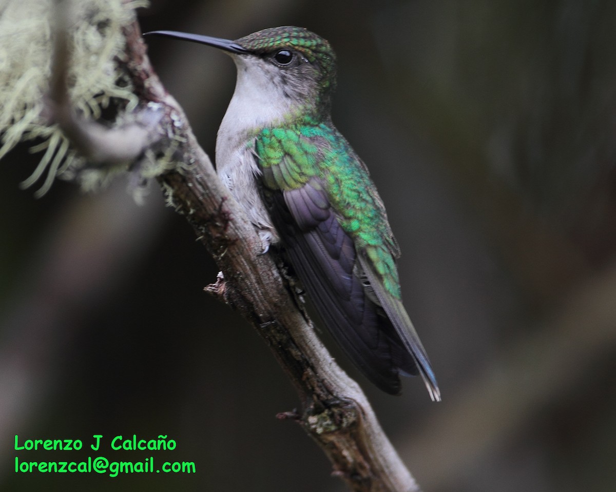 hummingbird sp. - ML300395351