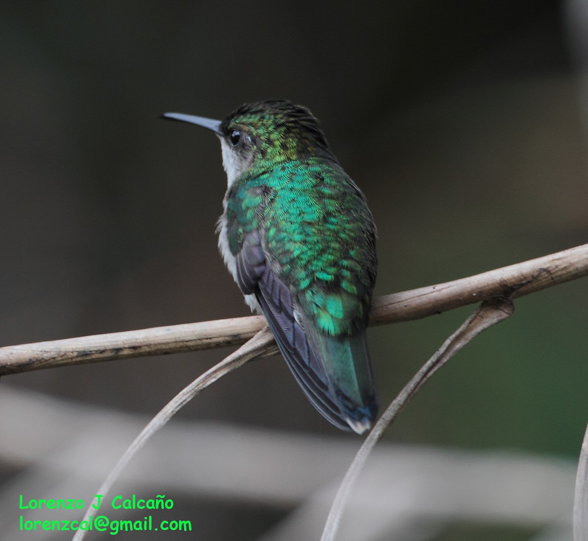 hummingbird sp. - ML300395371