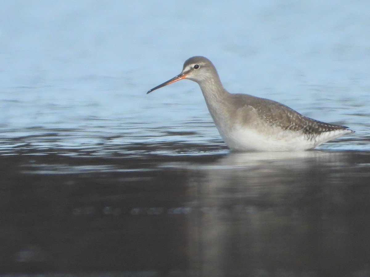 Spotted Redshank - ML300396991