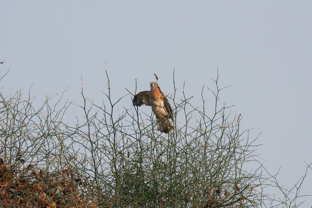 Common Hawk-Cuckoo - Peter Kennerley