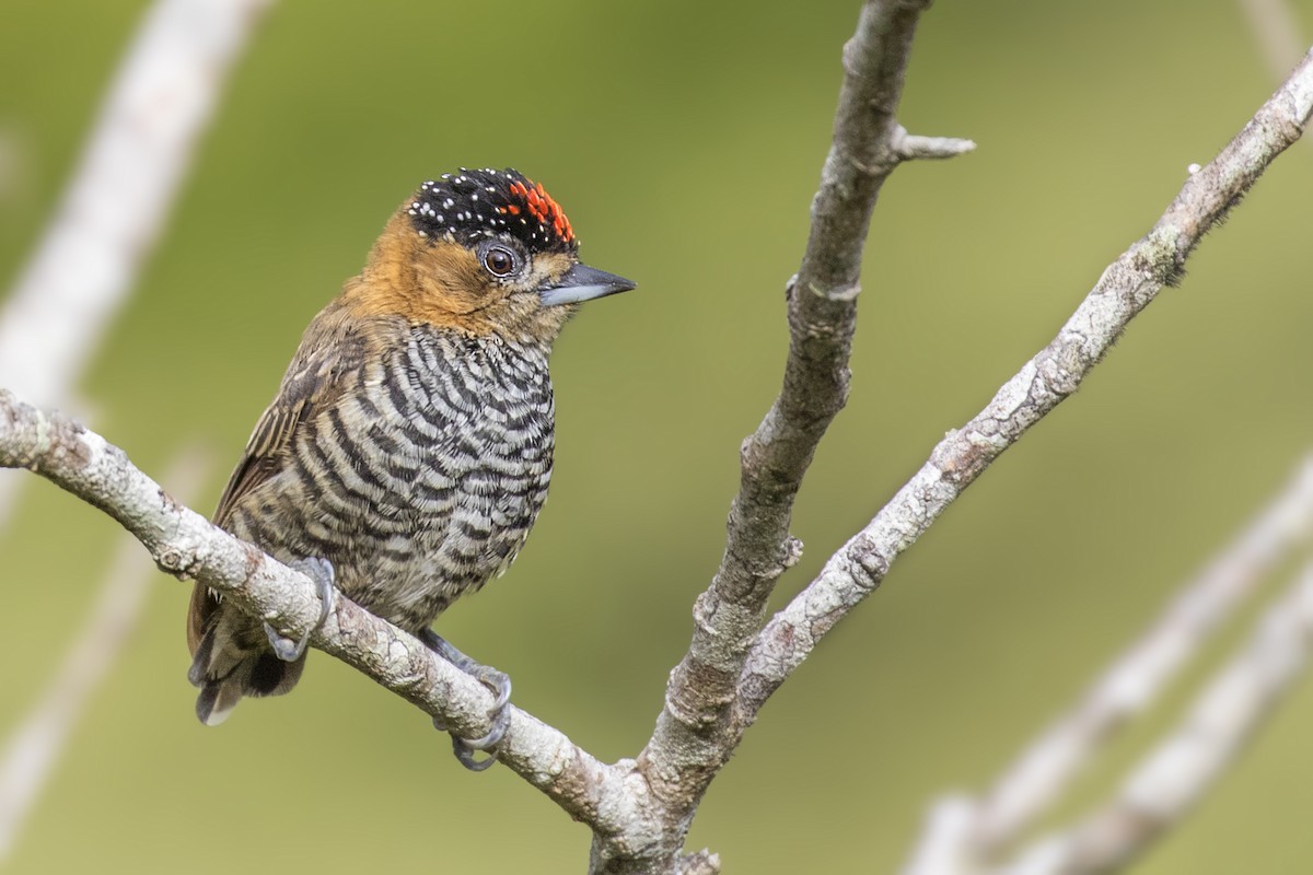 Ochre-collared Piculet - ML300404561