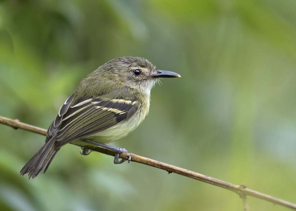 Smoky-fronted Tody-Flycatcher - ML300407461