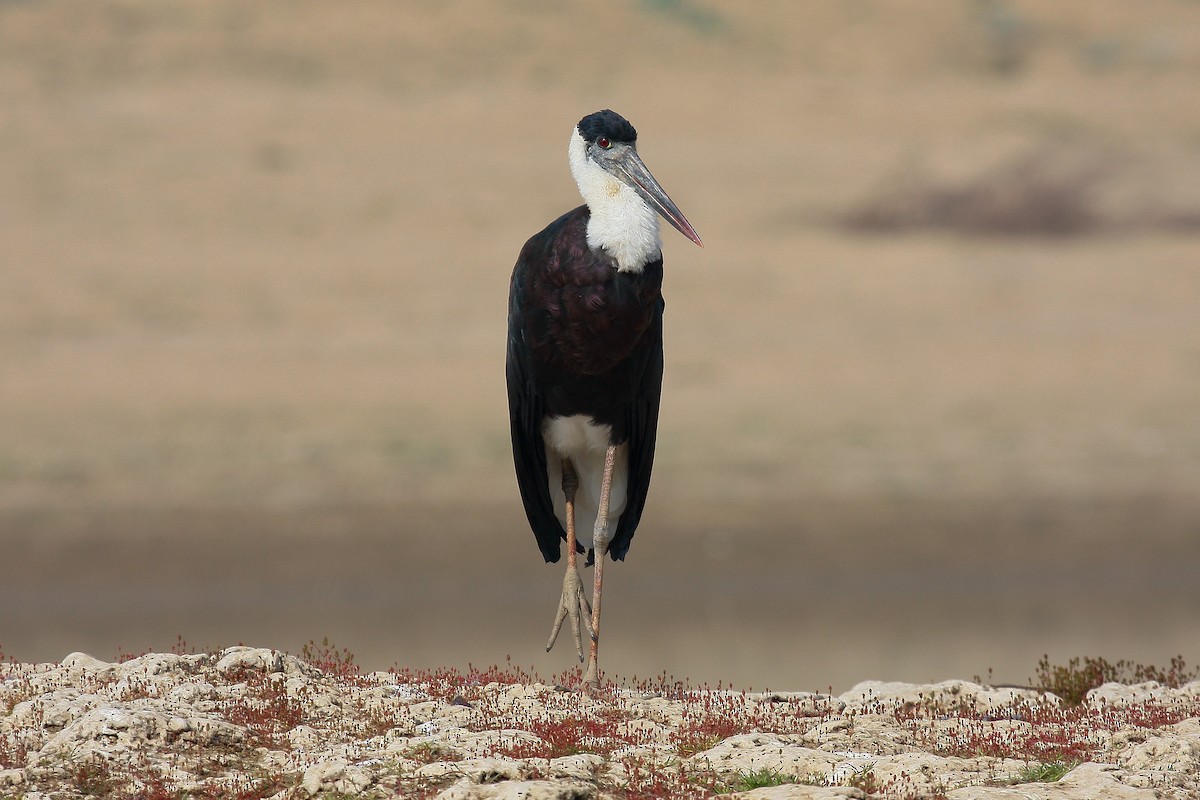 Asian Woolly-necked Stork - Peter Kennerley