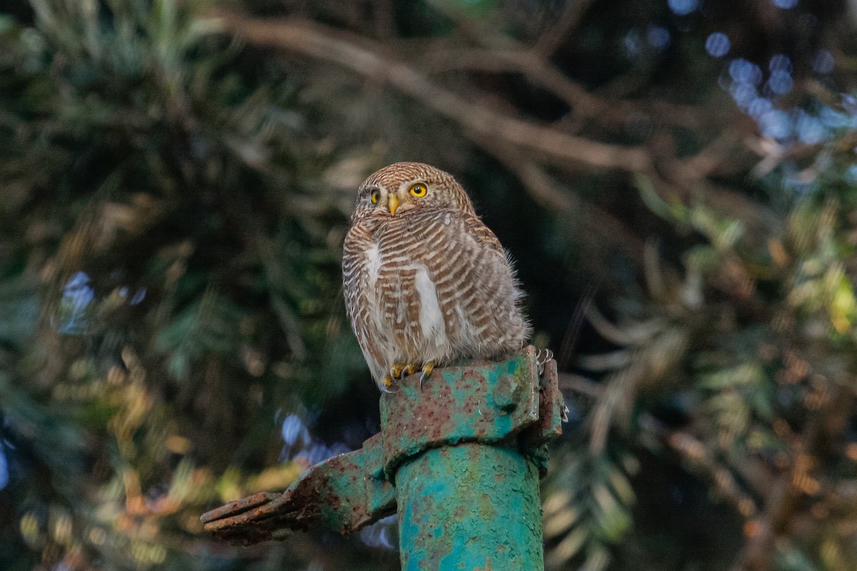 Asian Barred Owlet - Peter Kennerley