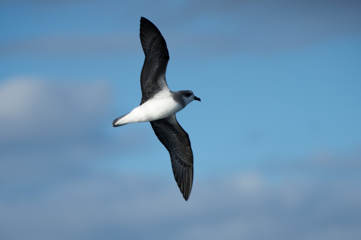 Soft-plumaged Petrel - Russell Cannings