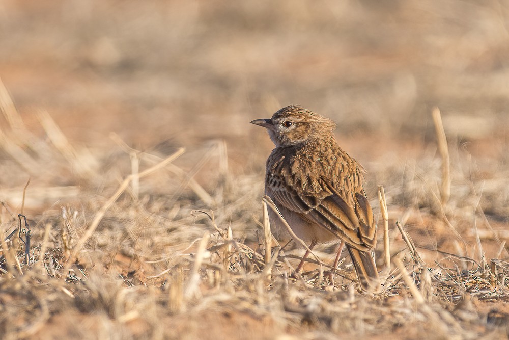 Fawn-colored Lark (Fawn-colored) - ML300413561