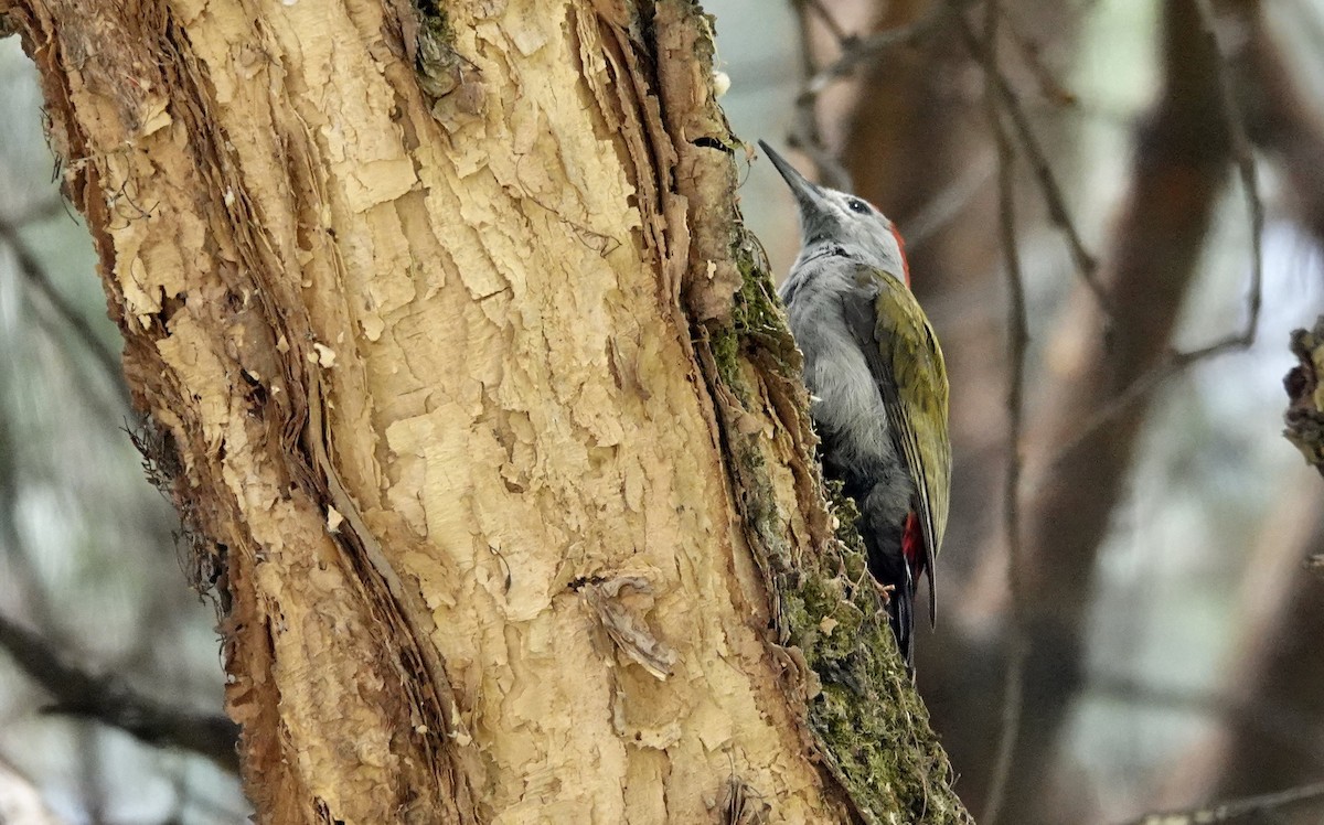 Mountain Gray Woodpecker - ML300420431