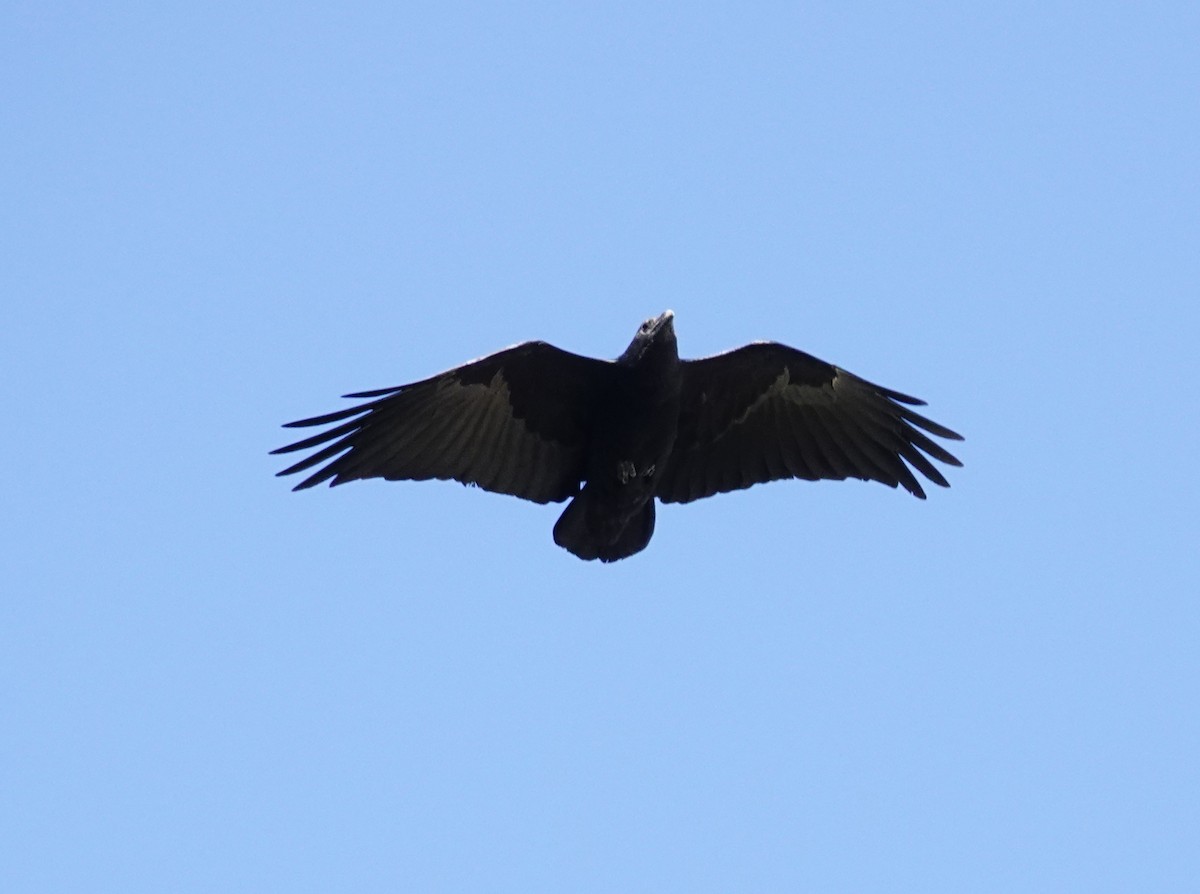 Fan-tailed Raven - ML300421341