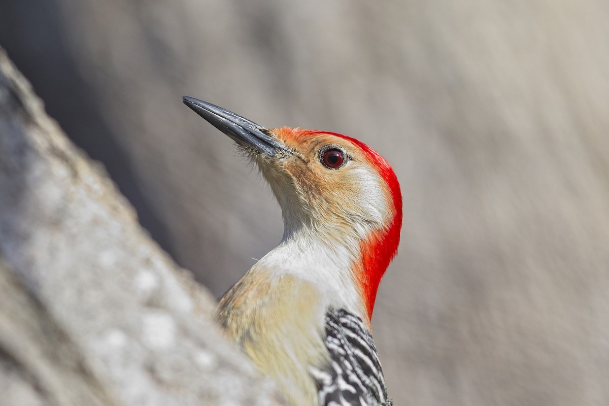 Red-bellied Woodpecker - Cody Matheson
