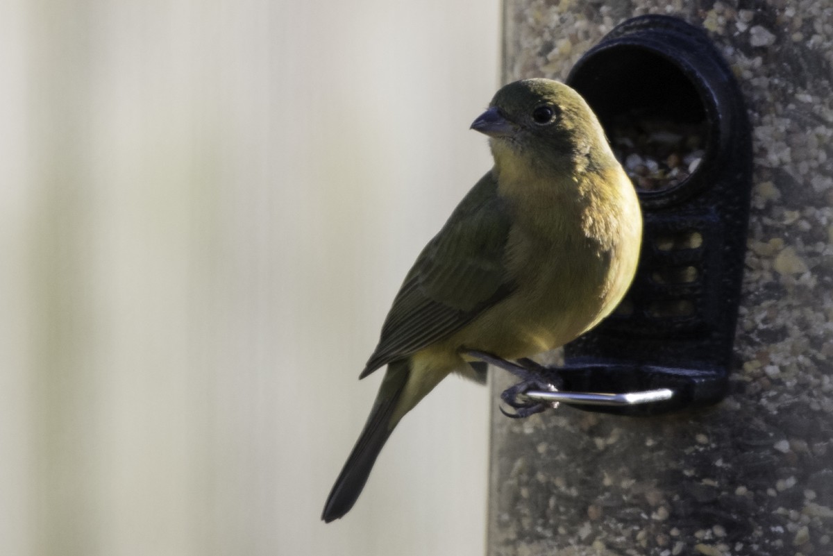 Painted Bunting - ML300433161