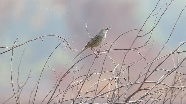 Striated Grassbird - ML300437241