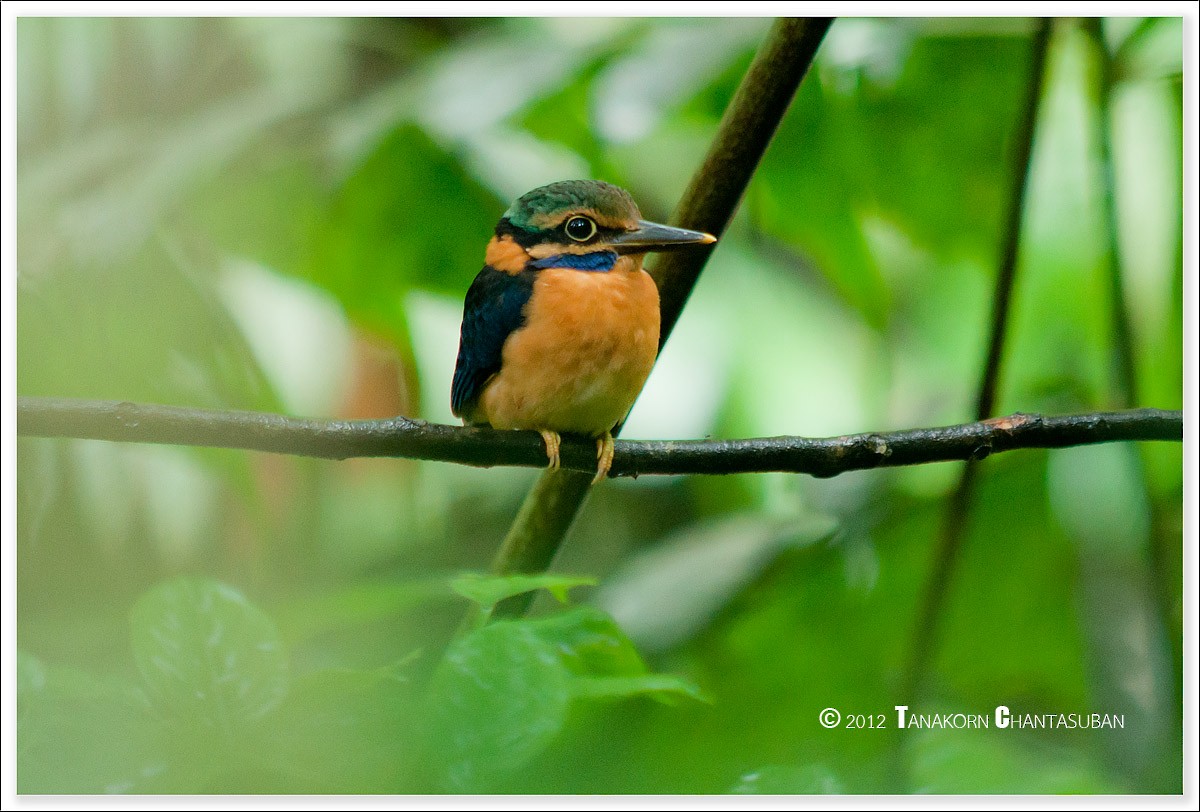 Rufous-collared Kingfisher - Tanakorn Chantasuban