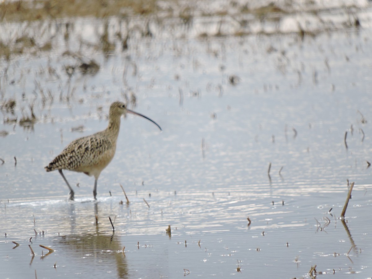 Long-billed Curlew - ML300442201