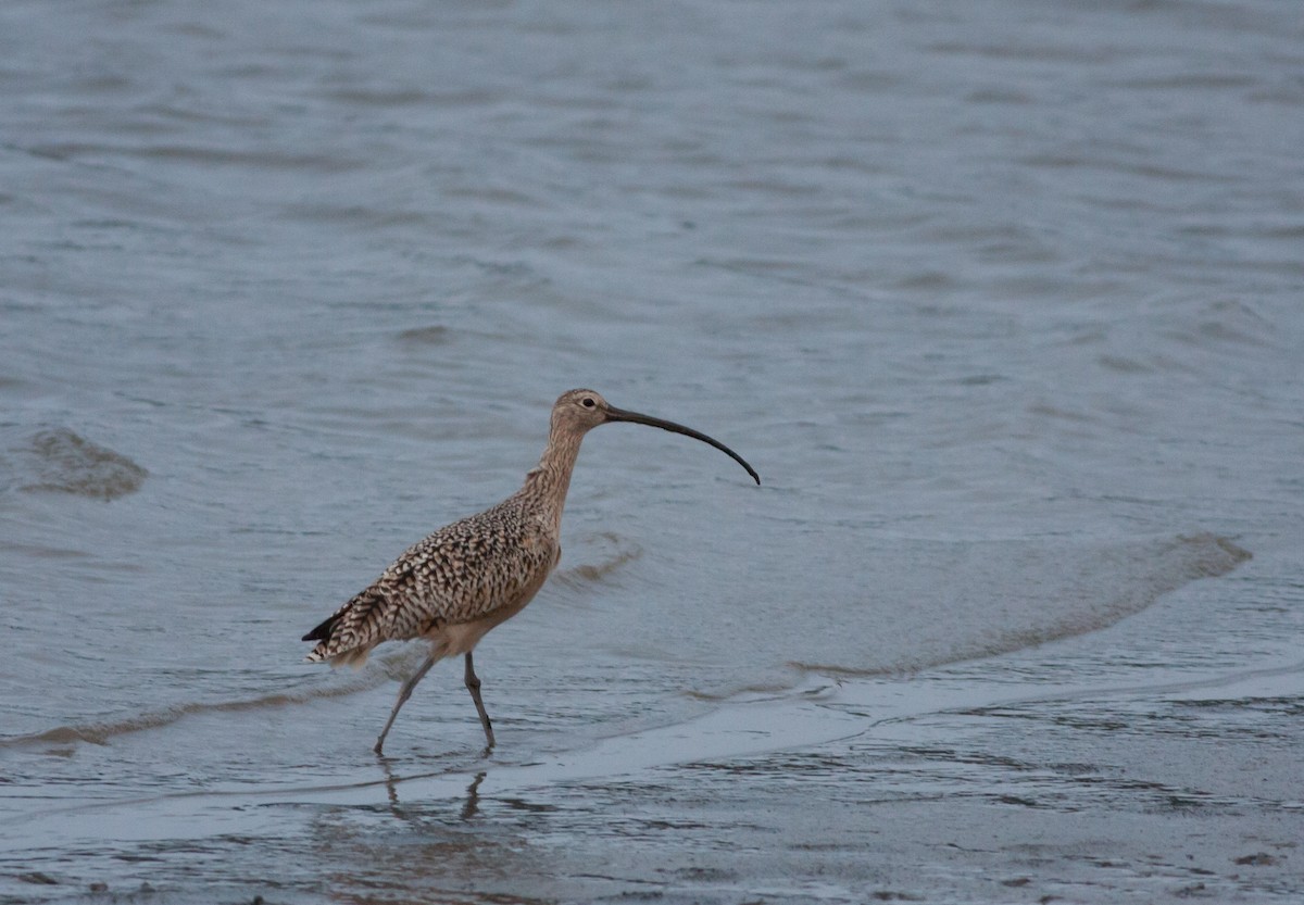 Long-billed Curlew - ML30044561