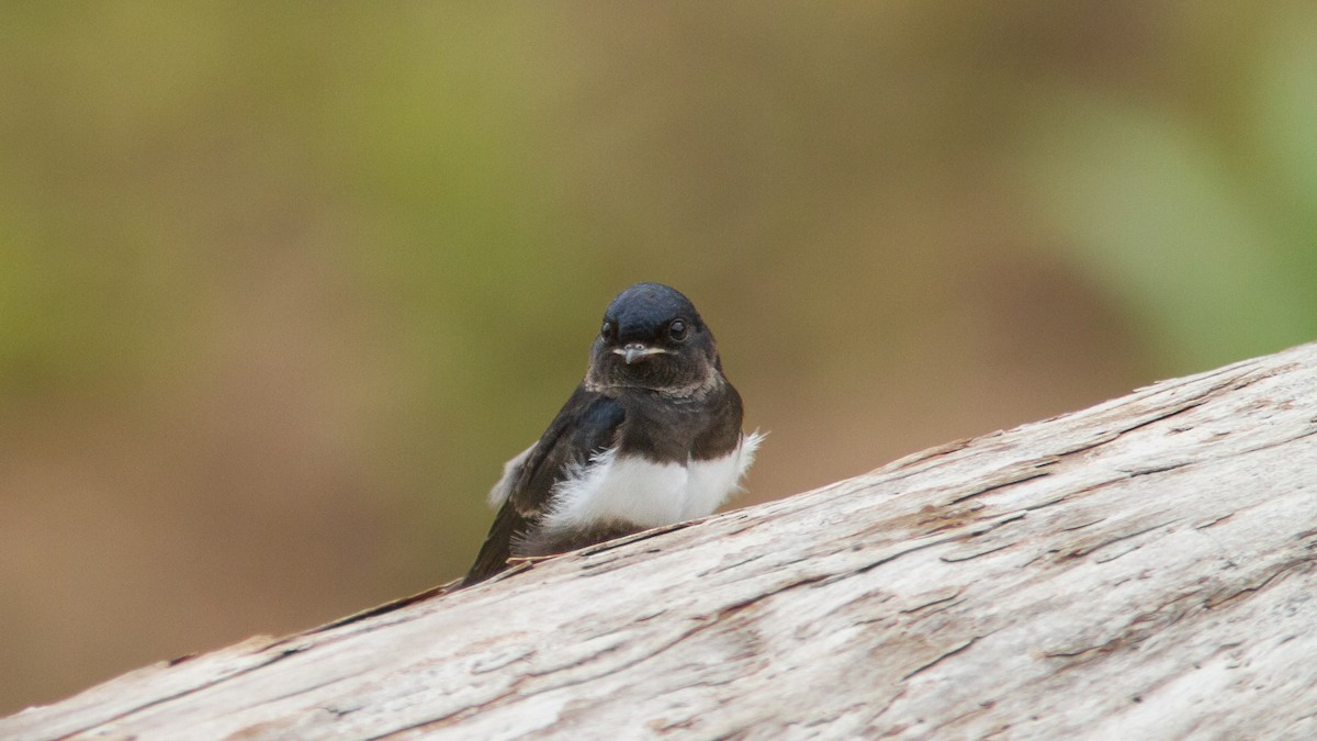White-banded Swallow - ML300447601
