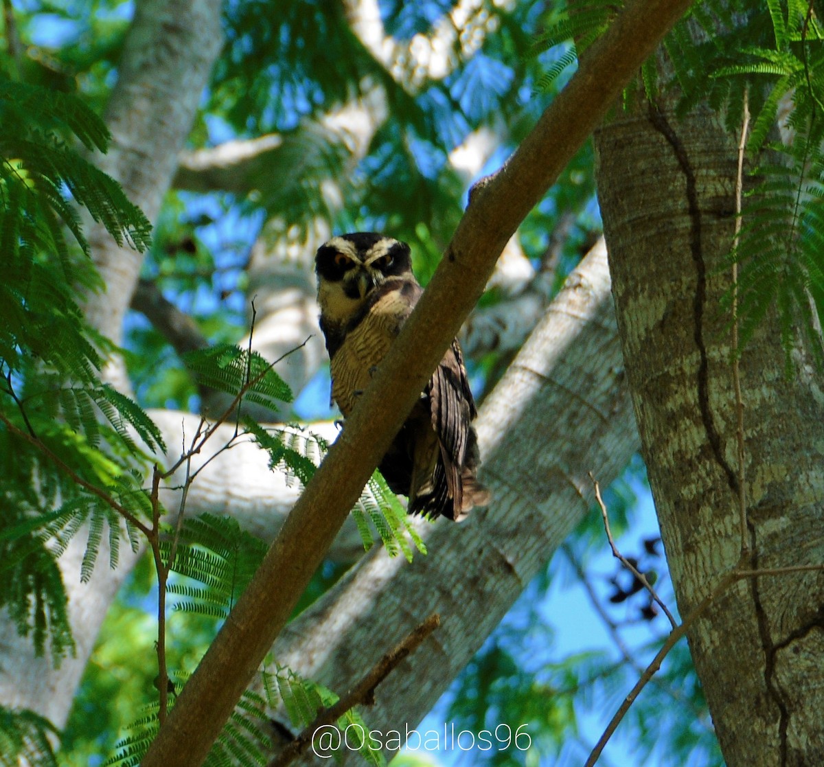 Spectacled Owl - oswaldo saballos