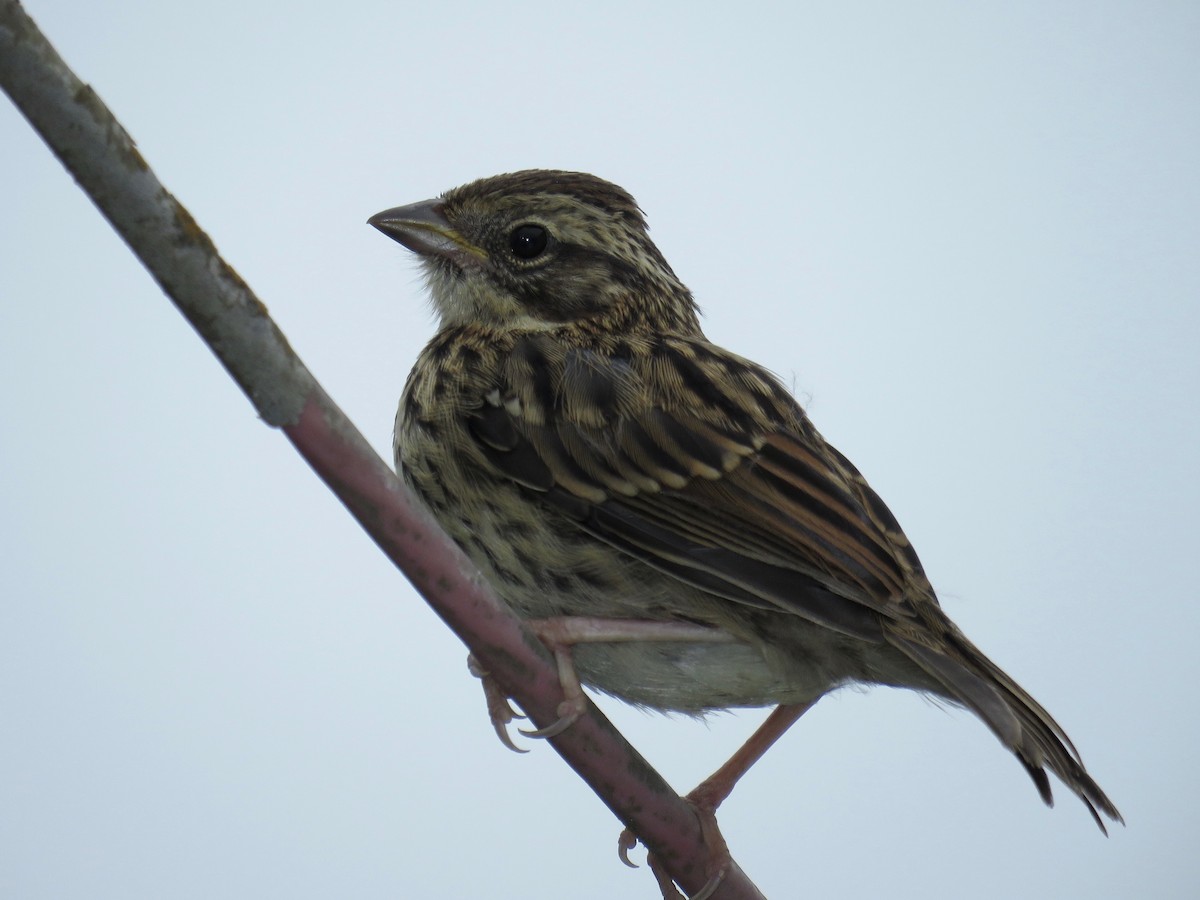 Rufous-collared Sparrow - John van Dort