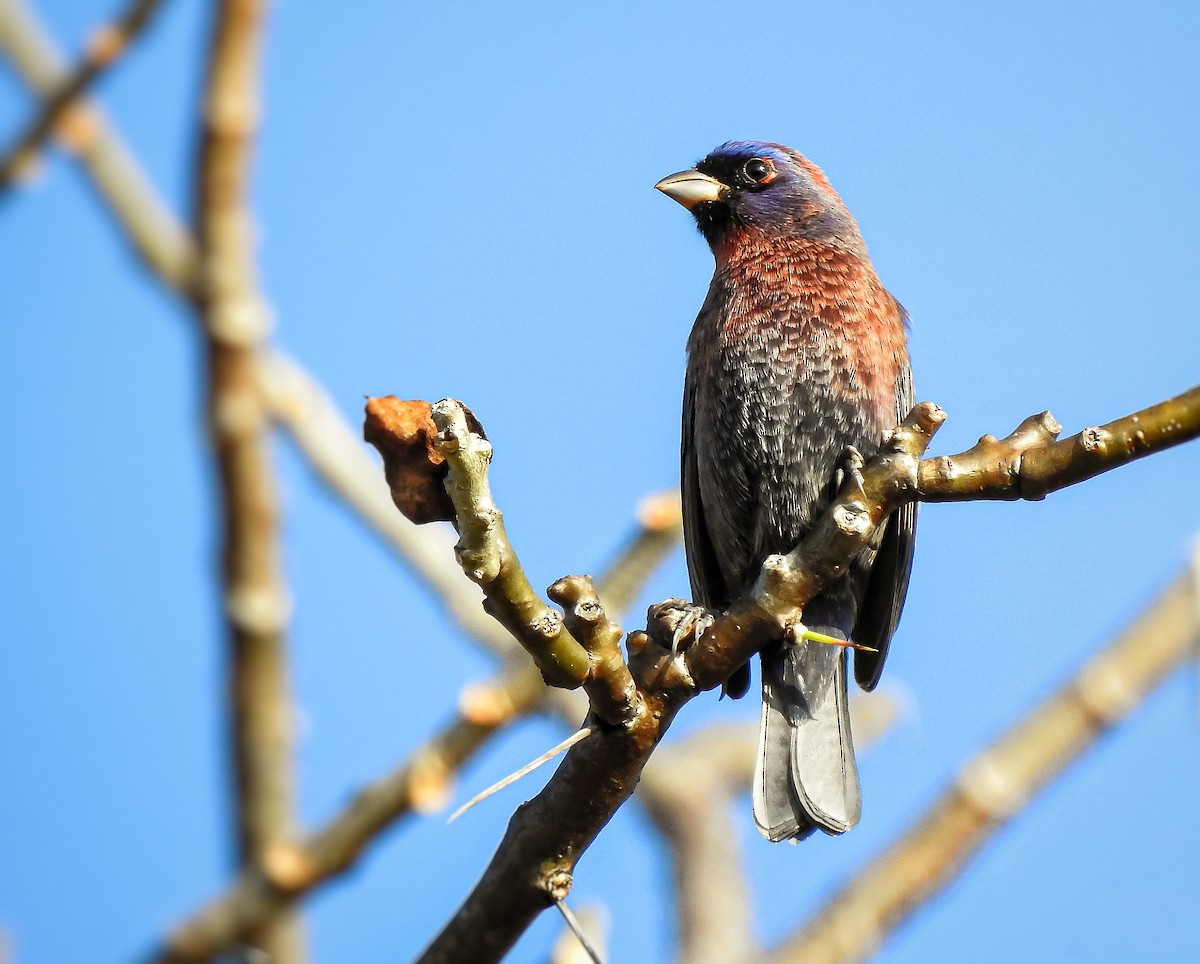 Varied Bunting - Anonymous
